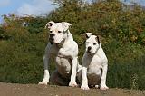 BOULEDOGUE AMERICAIN 324